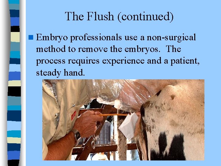 The Flush (continued) n Embryo professionals use a non-surgical method to remove the embryos.