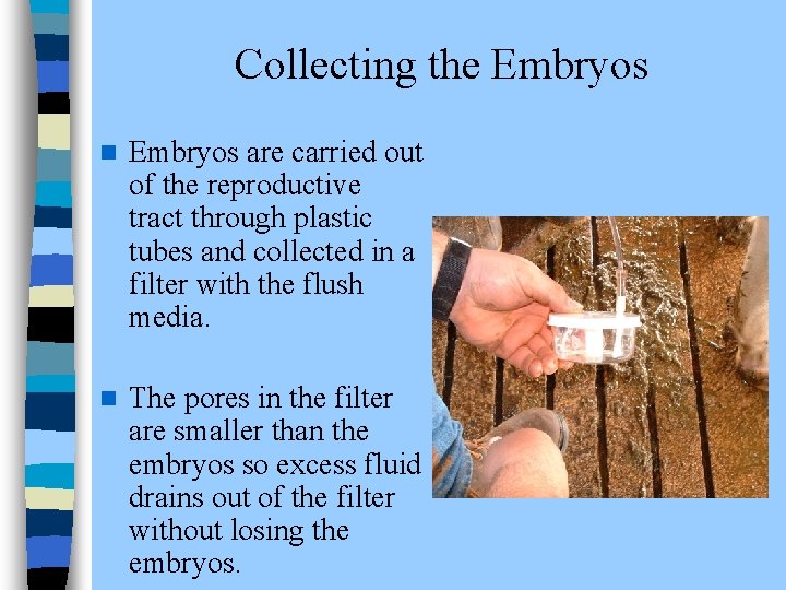 Collecting the Embryos n Embryos are carried out of the reproductive tract through plastic