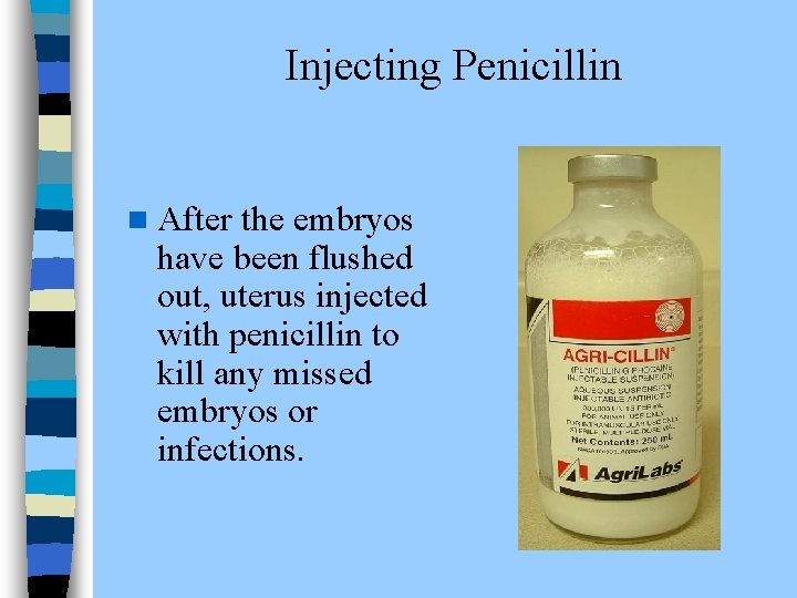Injecting Penicillin n After the embryos have been flushed out, uterus injected with penicillin