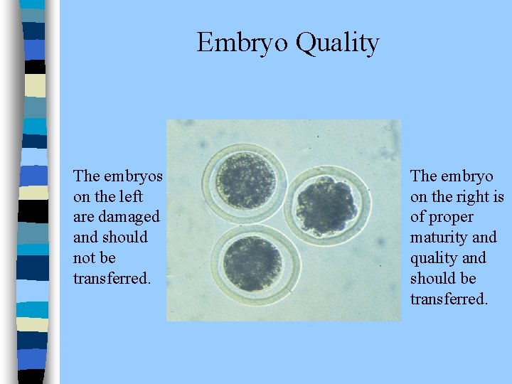 Embryo Quality The embryos on the left are damaged and should not be transferred.