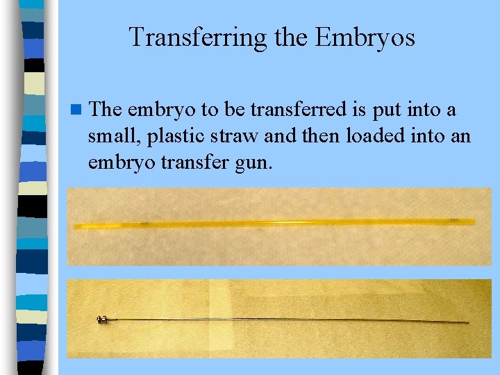 Transferring the Embryos n The embryo to be transferred is put into a small,