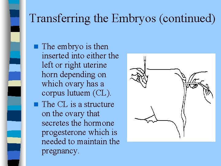 Transferring the Embryos (continued) The embryo is then inserted into either the left or