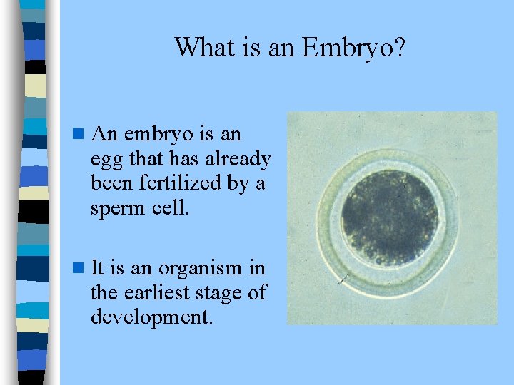 What is an Embryo? n An embryo is an egg that has already been