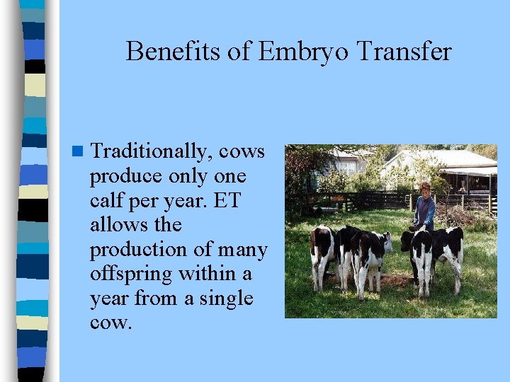 Benefits of Embryo Transfer n Traditionally, cows produce only one calf per year. ET