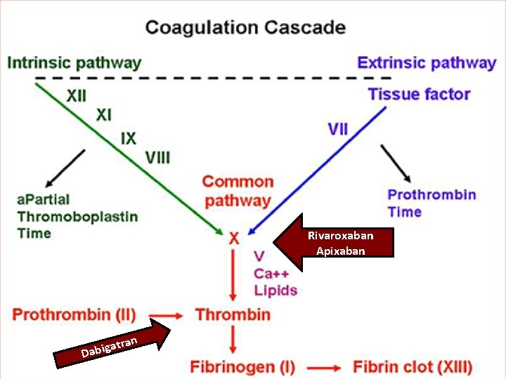 Effect of NOACs on Coagulation Tests* NOAC PT a. PTT TT ECT Dabigatran / Effect of NOACs on Coagulation Tests* NOAC PT a. PTT TT ECT Dabigatran /