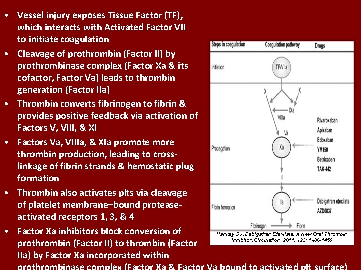 • Vessel injury exposes Tissue Factor (TF), which interacts with Activated Factor VII • Vessel injury exposes Tissue Factor (TF), which interacts with Activated Factor VII