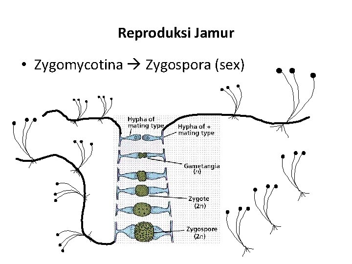 Reproduksi Jamur • Zygomycotina Zygospora (sex) 