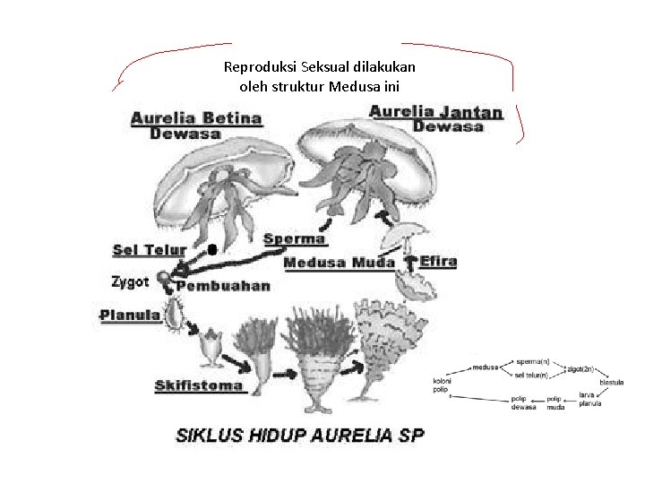 Reproduksi Seksual dilakukan oleh struktur Medusa ini 