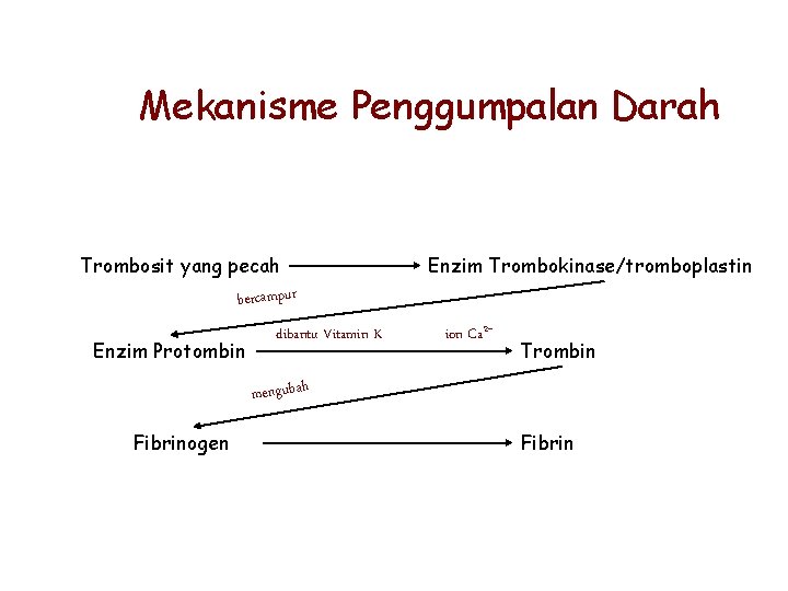 Mekanisme Penggumpalan Darah Trombosit yang pecah bercampur Enzim Protombin dibantu Vitamin K Enzim Trombokinase/tromboplastin