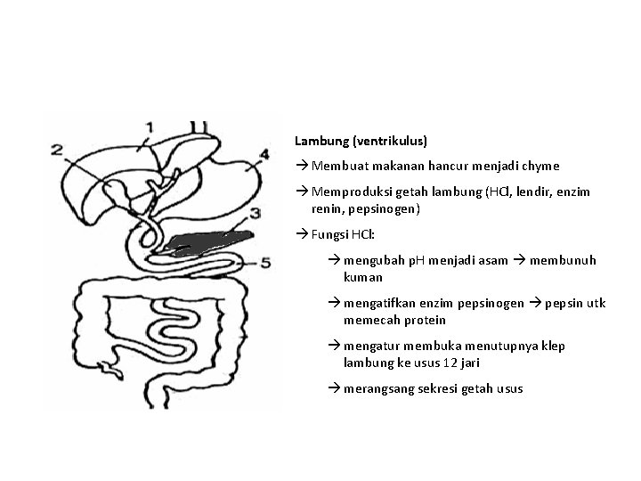 Lambung (ventrikulus) Membuat makanan hancur menjadi chyme Memproduksi getah lambung (HCl, lendir, enzim renin,
