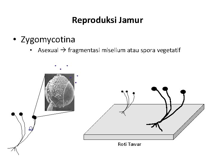 Reproduksi Jamur • Zygomycotina • Asexual fragmentasi miselium atau spora vegetatif Roti Tawar 