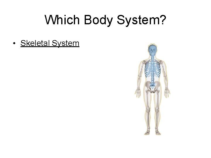 Which Body System? • Skeletal System 