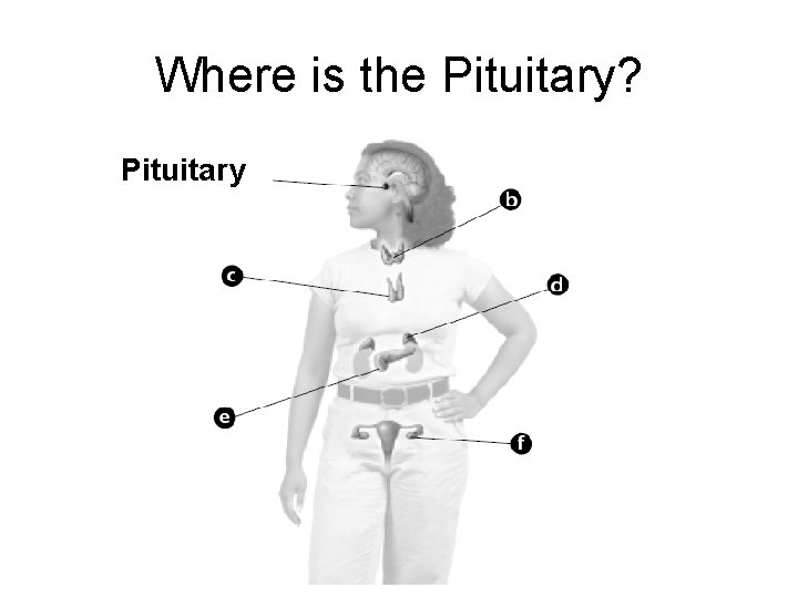 Where is the Pituitary? Pituitary 