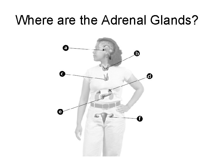 Where are the Adrenal Glands? 