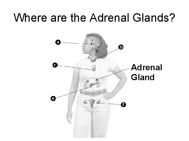 Where are the Adrenal Glands? Adrenal Gland 