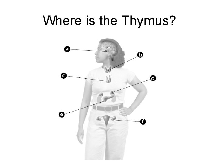 Where is the Thymus? 
