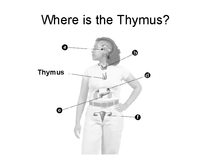 Where is the Thymus? Thymus 