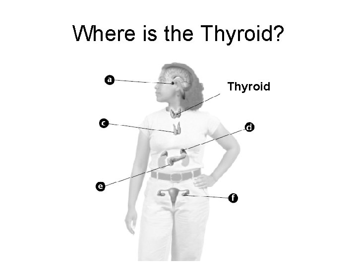Where is the Thyroid? Thyroid 
