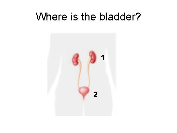 Where is the bladder? 1 2 