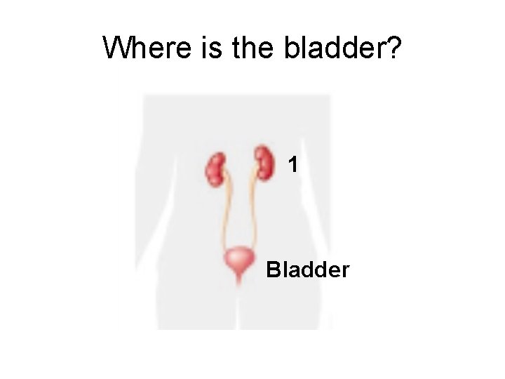 Where is the bladder? 1 Bladder 