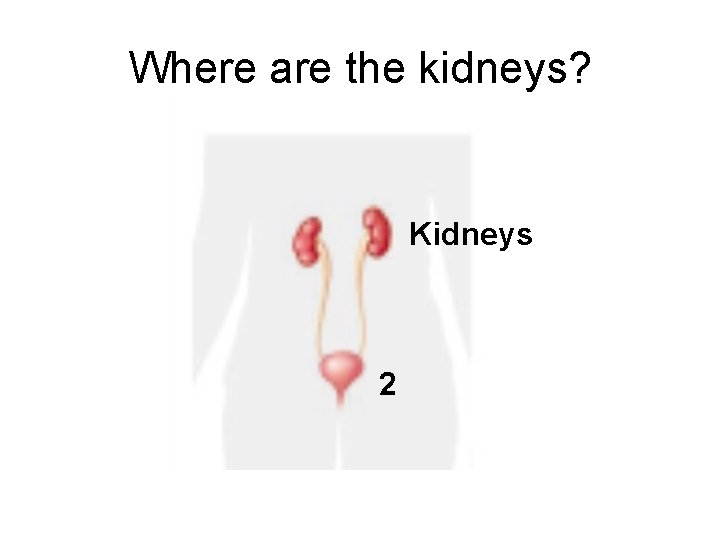 Where are the kidneys? Kidneys 2 