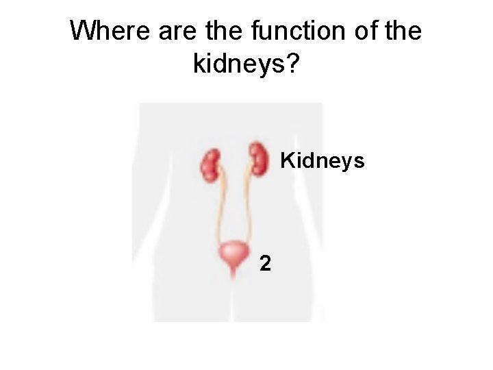 Where are the function of the kidneys? Kidneys 2 