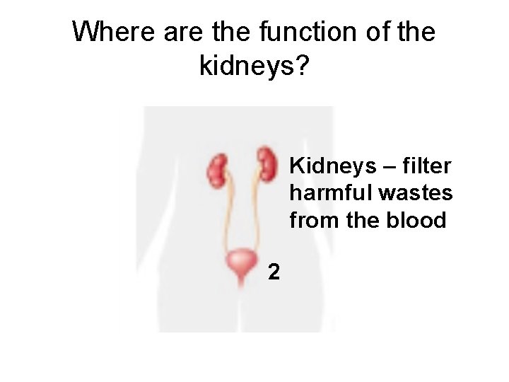 Where are the function of the kidneys? Kidneys – filter harmful wastes from the