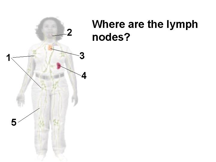 Where are the lymph nodes? 2 3 1 4 5 