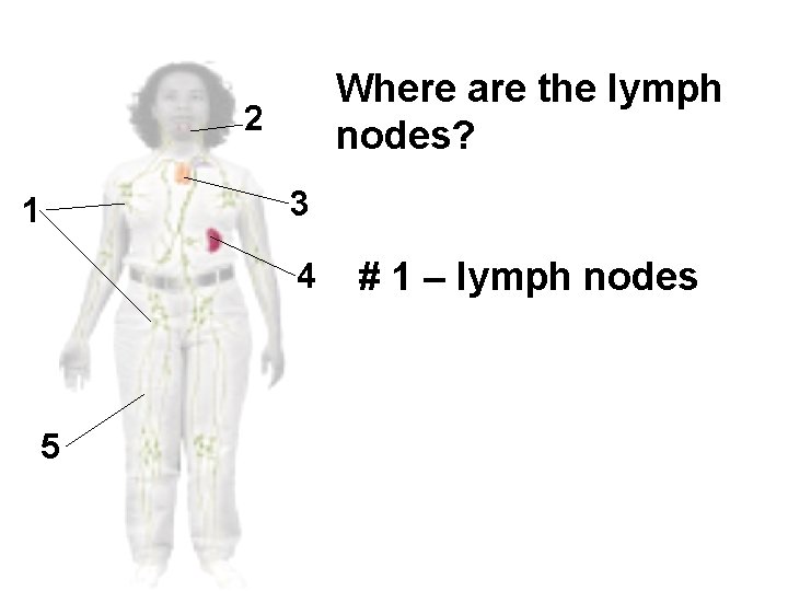 Where are the lymph nodes? 2 3 1 4 5 # 1 – lymph