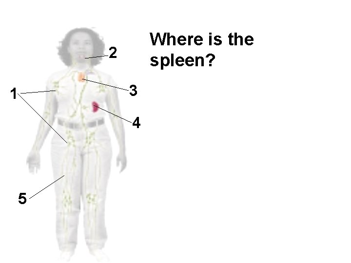 Where is the spleen? 2 3 1 4 5 