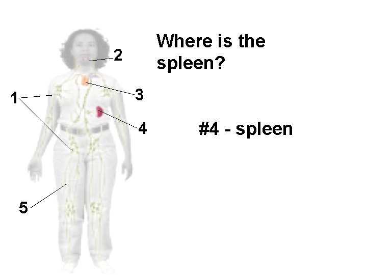 Where is the spleen? 2 3 1 4 5 #4 - spleen 