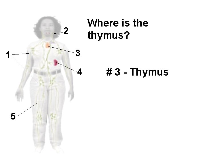 Where is the thymus? 2 3 1 4 5 # 3 - Thymus 