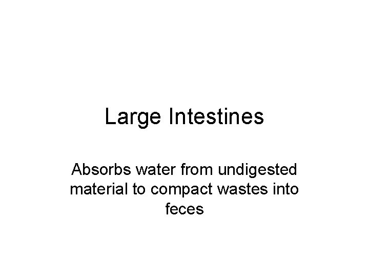 Large Intestines Absorbs water from undigested material to compact wastes into feces 