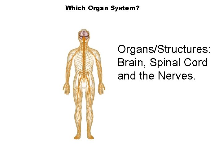 Which Organ System? Section 35 -1 Organs/Structures: Brain, Spinal Cord and the Nerves. 
