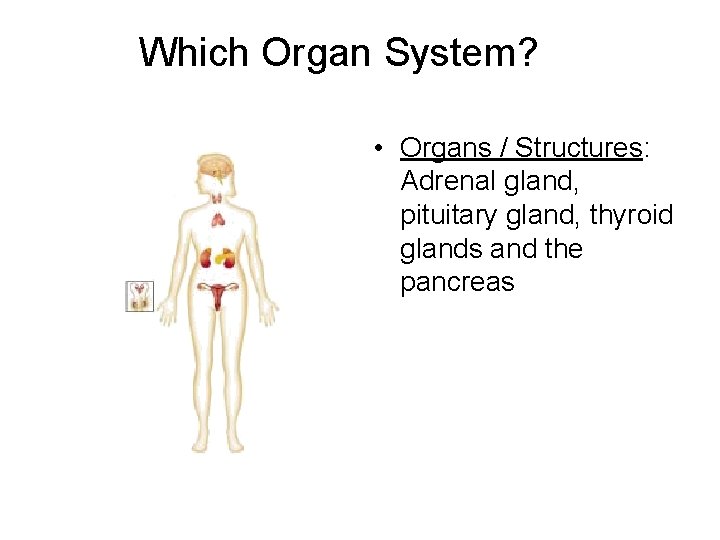 Which Organ System? • Organs / Structures: Adrenal gland, pituitary gland, thyroid glands and