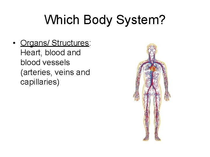 Which Body System? • Organs/ Structures: Heart, blood and blood vessels (arteries, veins and