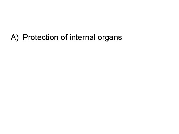 A) Protection of internal organs 