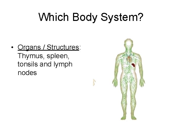 Which Body System? • Organs / Structures: Thymus, spleen, tonsils and lymph nodes 