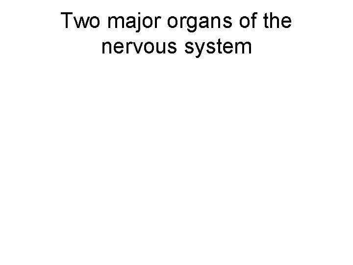 Two major organs of the nervous system 