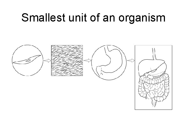 Levels of Organization Smallest unit of an organism Section 7 - 4 Muscle cell