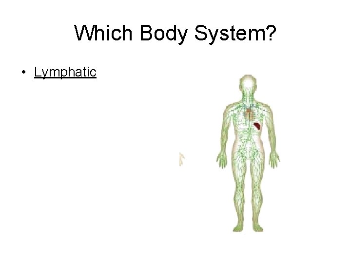 Which Body System? • Lymphatic 