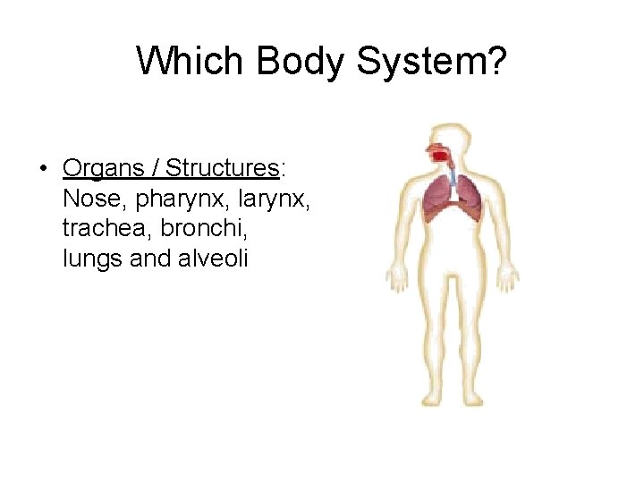 Which Body System? • Organs / Structures: Nose, pharynx, larynx, trachea, bronchi, lungs and