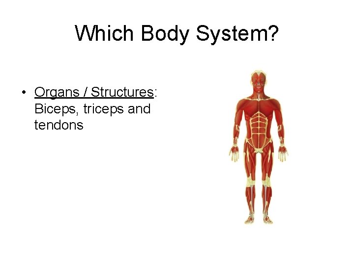 Which Body System? • Organs / Structures: Biceps, triceps and tendons 