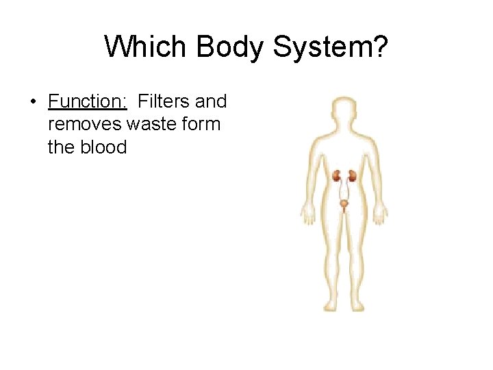 Which Body System? • Function: Filters and removes waste form the blood 
