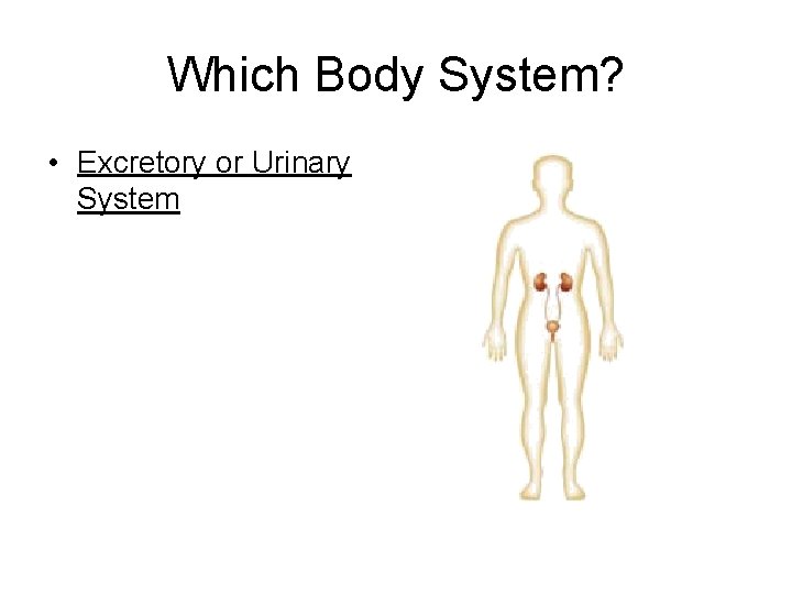 Which Body System? • Excretory or Urinary System 