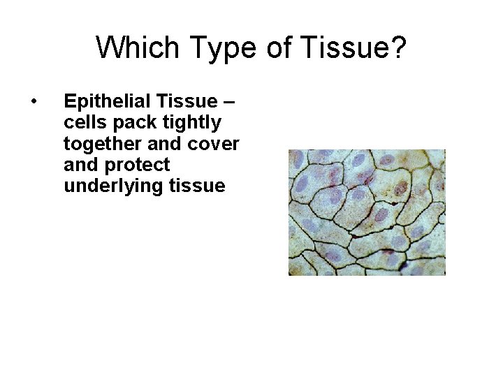 Which Type of Tissue? • Epithelial Tissue – cells pack tightly together and cover