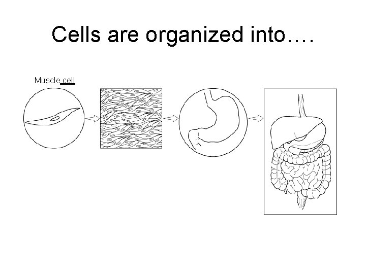 Levels of Organization Cells are organized into…. Section 7 - 4 Muscle cell Go