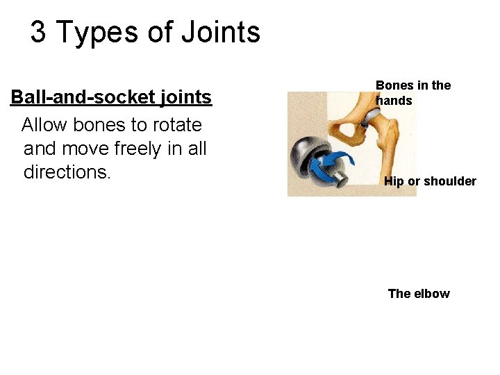 3 Types of Joints Ball-and-socket joints Allow bones to rotate and move freely in