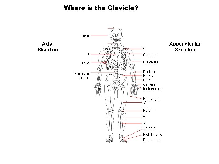 Where is the Clavicle? Section 36 -1 Skull Axial Skeleton 1 5 Ribs Vertebral