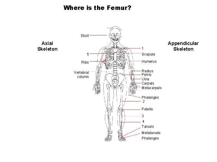 Where is the Femur? Section 36 -1 Skull Axial Skeleton 1 5 Ribs Vertebral